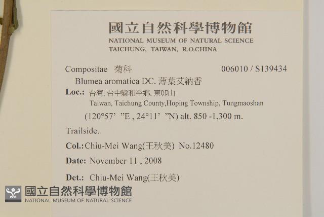 薄葉艾納香藏品圖，第2張