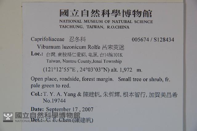 呂宋莢迷藏品圖，第2張