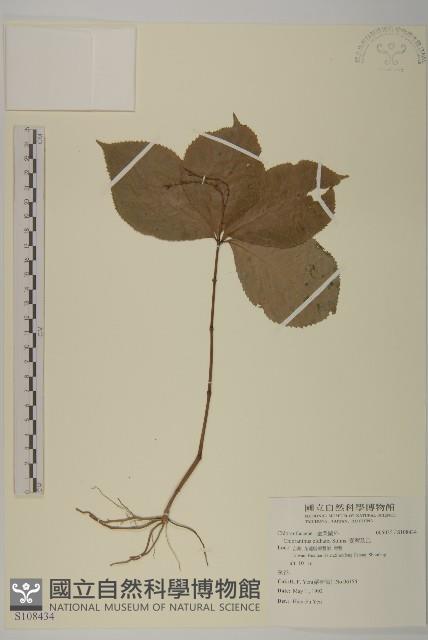 臺灣及己藏品圖，第1張