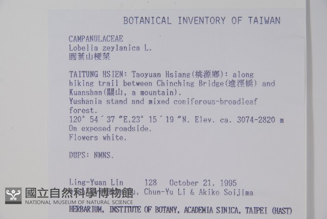 圓葉山梗菜藏品圖，第2張