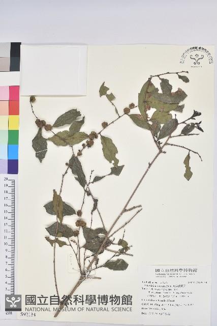 細葉饅頭果藏品圖，第1張