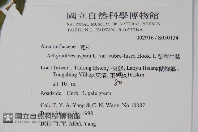 紫莖牛膝、台灣牛膝藏品圖，第2張