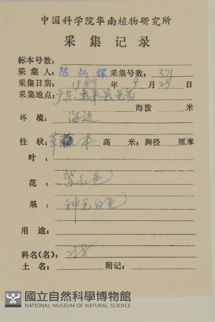 紫背草藏品圖，第2張