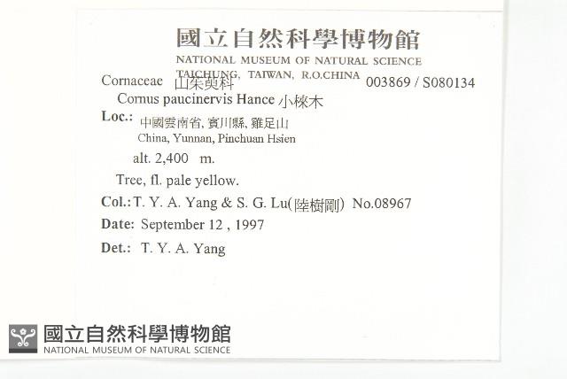 小棶木藏品圖，第2張