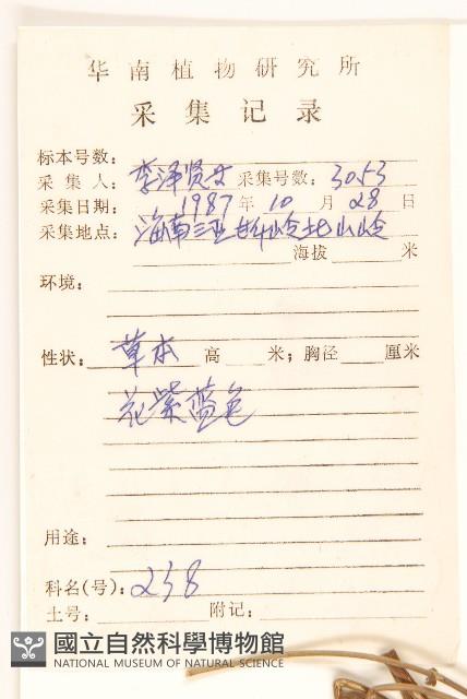 嶺南野菊藏品圖，第2張