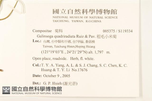 粗毛小米菊藏品圖，第2張