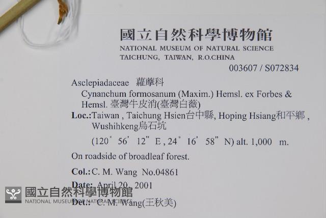 臺灣牛嬭菜藏品圖，第2張