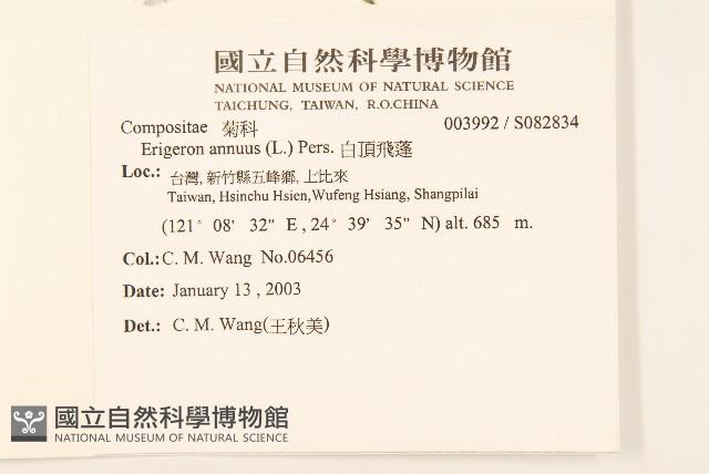 白頂飛蓬藏品圖，第2張