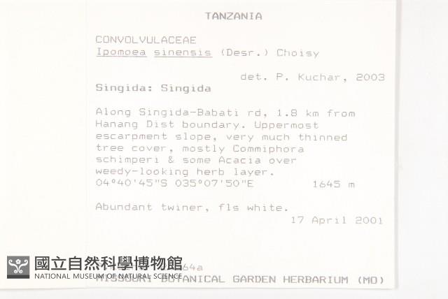 白花牽牛藏品圖，第2張