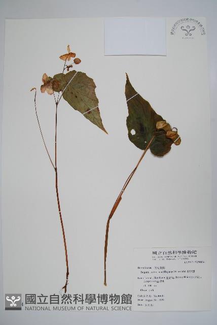 水鴨腳藏品圖，第1張