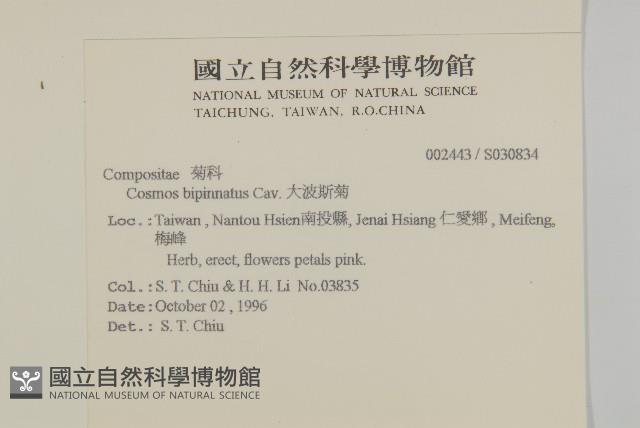 大波斯菊藏品圖，第2張