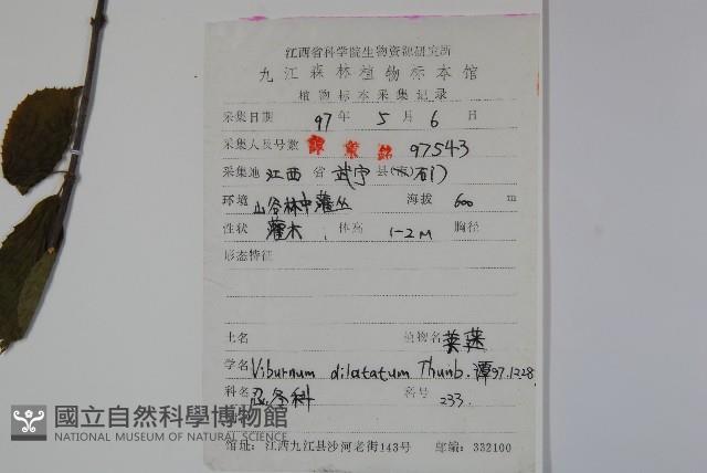 莢迷藏品圖，第2張