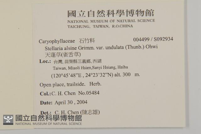 天蓬草、雀舌草藏品圖，第2張