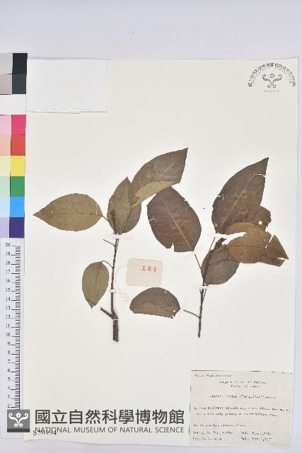 白臼藏品圖，第1張