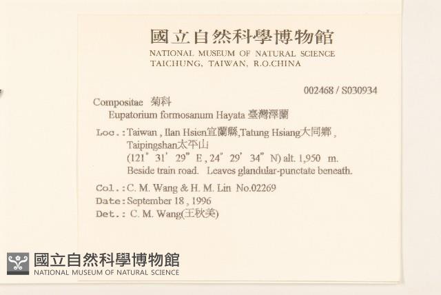 臺灣澤蘭藏品圖，第2張