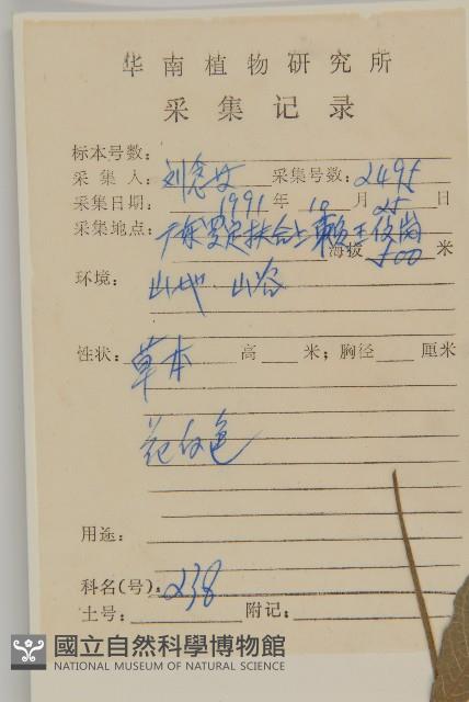 白花地膽草藏品圖，第2張