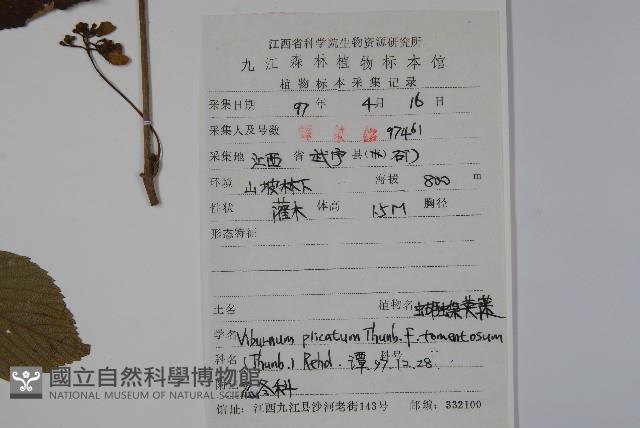 蝴蠂莢迷藏品圖，第2張