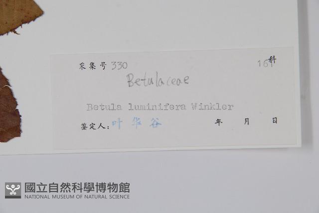 亮葉樺藏品圖，第2張