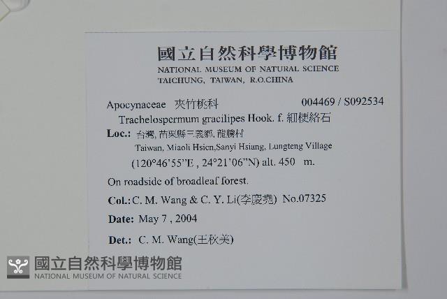 細梗絡石藏品圖，第2張