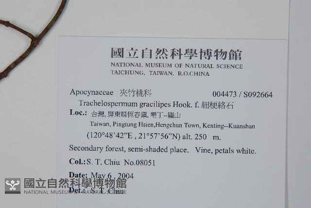 細梗絡石藏品圖，第2張