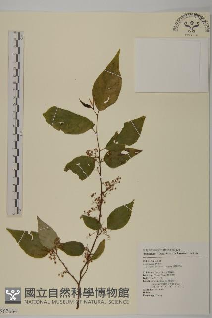 佩羅特木藏品圖，第1張