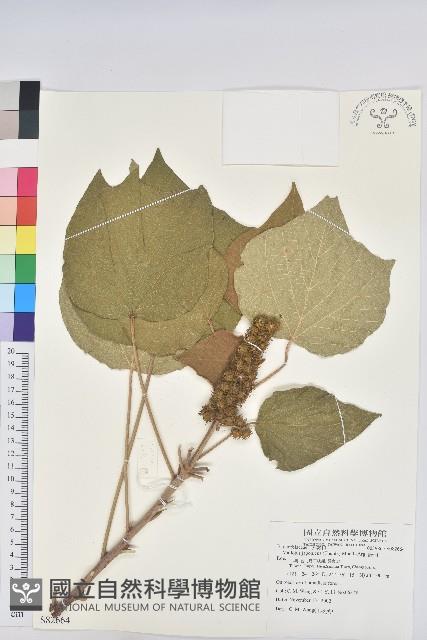 野桐藏品圖，第1張