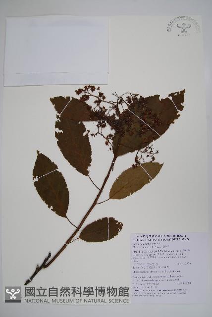 厚殼樹藏品圖，第1張