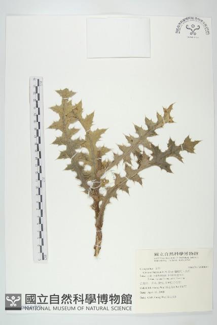 白花小薊藏品圖，第2張