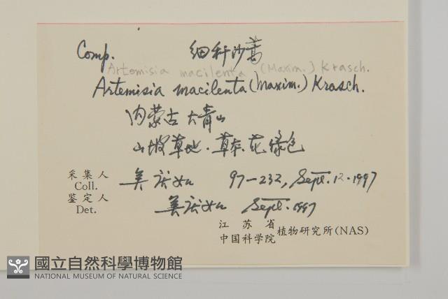 細稈沙蒿藏品圖，第2張