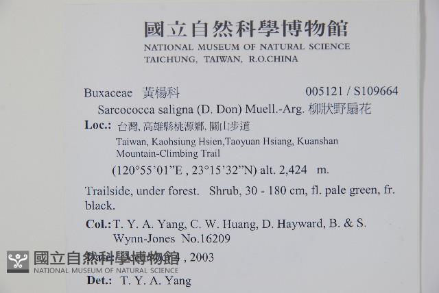 柳狀野扇花藏品圖，第2張