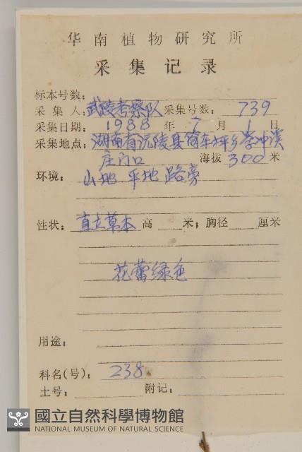 杓兒菜藏品圖，第2張