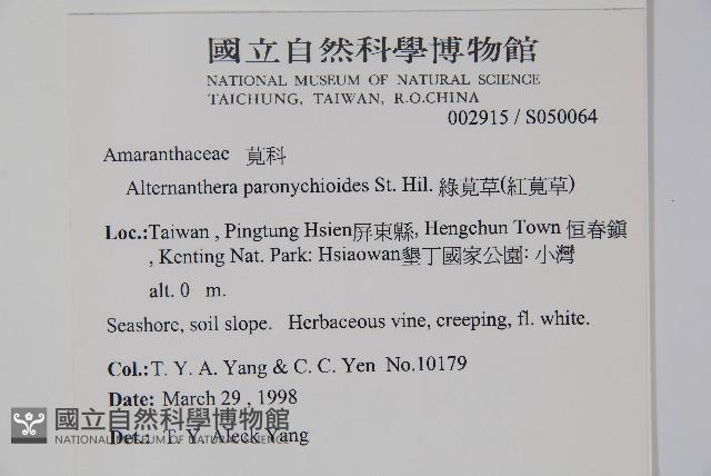 匙葉蓮子草藏品圖，第5張