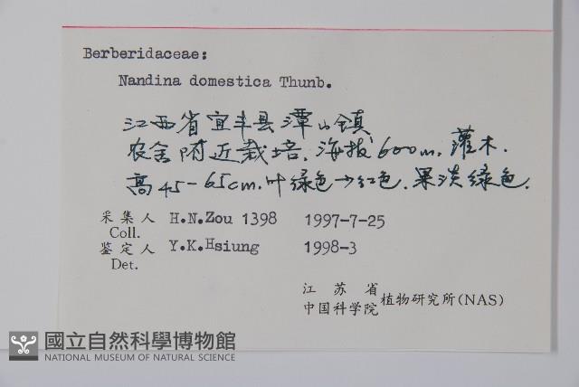 南天竹、天竹、蘭天竹藏品圖，第2張