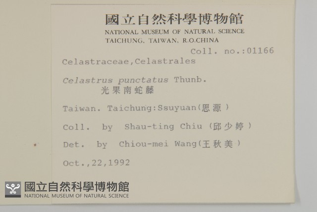 光果南蛇藤藏品圖，第2張