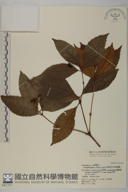 草珊瑚、紅果金粟蘭藏品圖，第1張