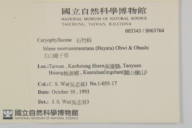 玉山蠅子草藏品圖，第2張