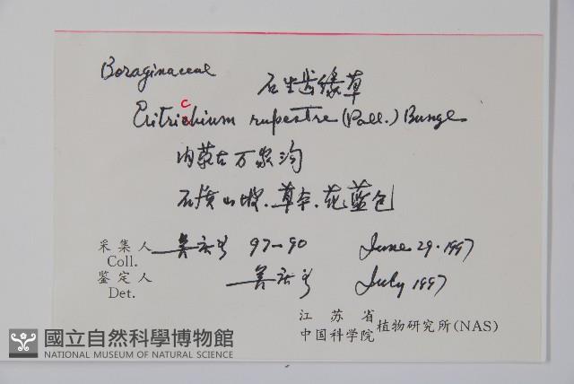 齒緣草藏品圖，第2張