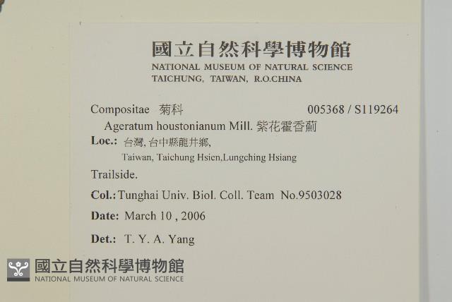 紫花霍香薊藏品圖，第2張