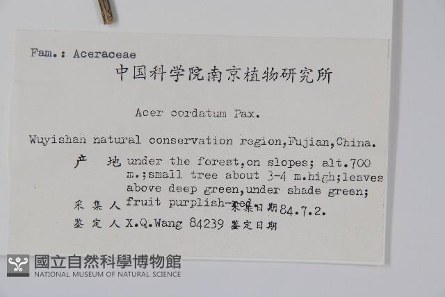 紫槭藏品圖，第2張