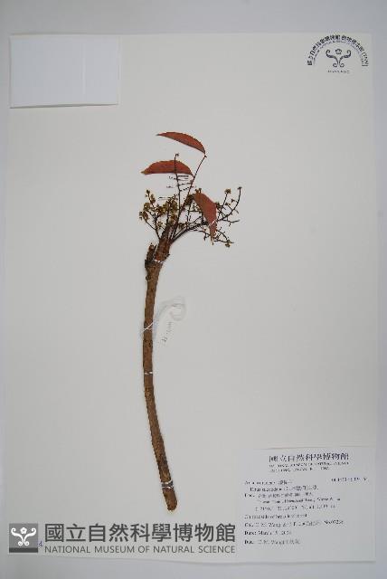 木蠟樹、山漆藏品圖，第1張