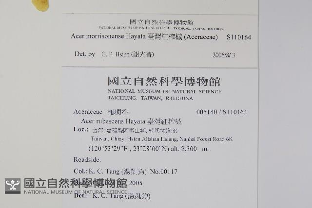 臺灣紅榨槭藏品圖，第2張