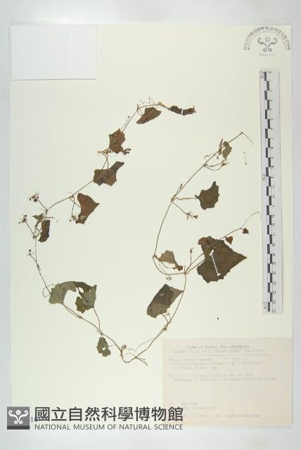 黑果馬交兒藏品圖，第1張