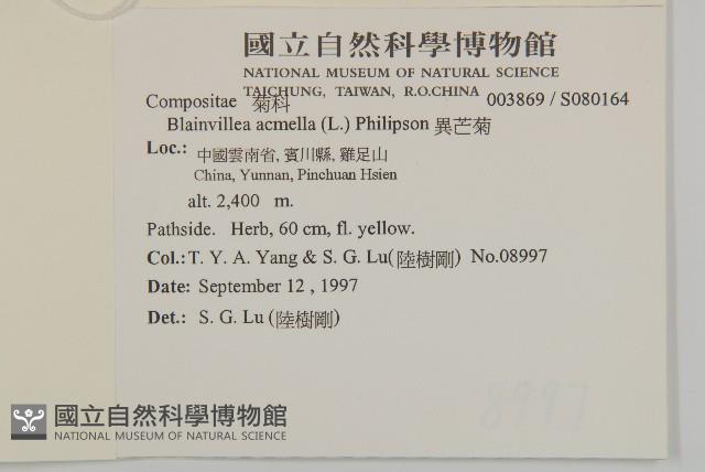 異芒菊藏品圖，第2張