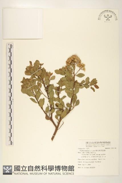 鯽魚膽、闊苞菊藏品圖，第1張