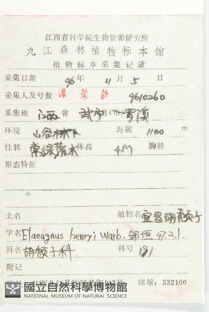 宜昌胡頹子藏品圖，第2張