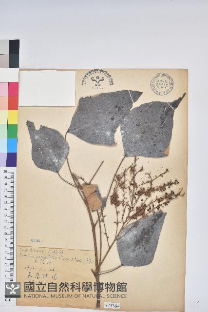 白匏子藏品圖，第1張