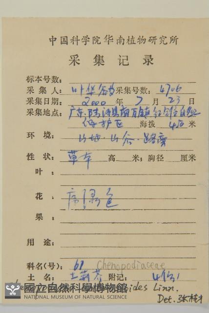 臭杏、土荊芥藏品圖，第2張