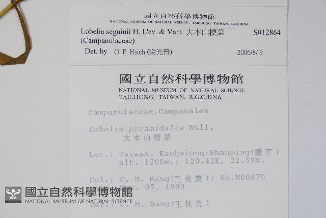 大本山梗菜藏品圖，第2張