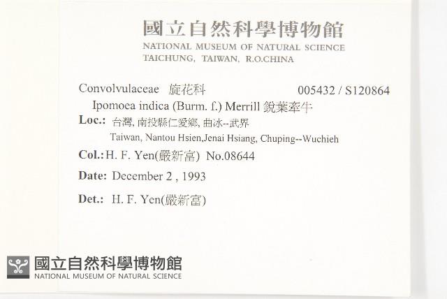 銳葉牽牛藏品圖，第2張