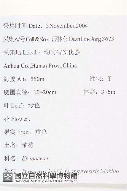 油柿藏品圖，第2張